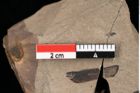 Foto (Detailansicht) von Pinus goethana Unger (NHMW-GEO-2024-0188-0285)
